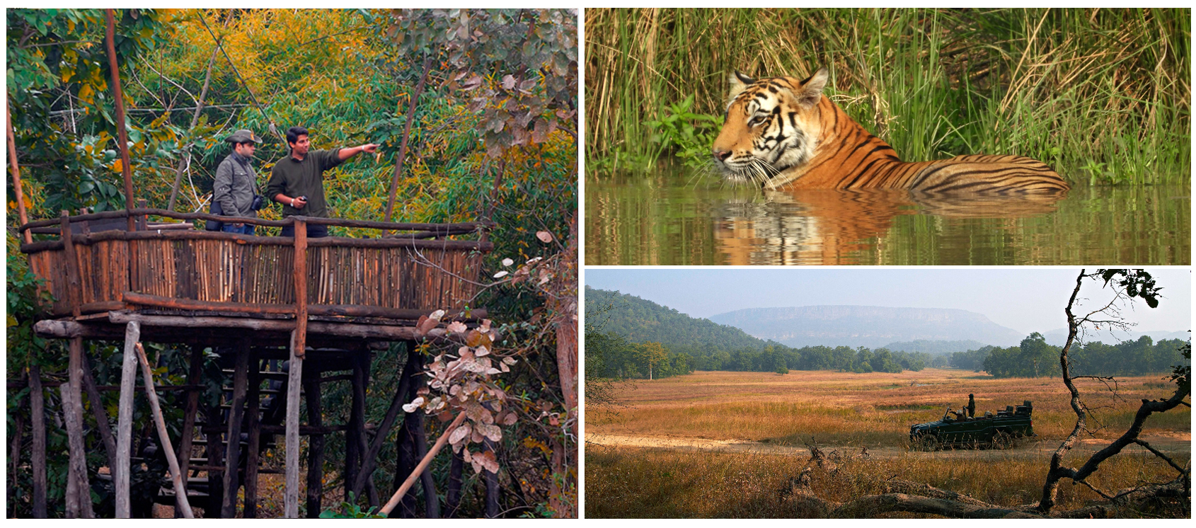Bandhavgarh National Park, Madhya Pradesh