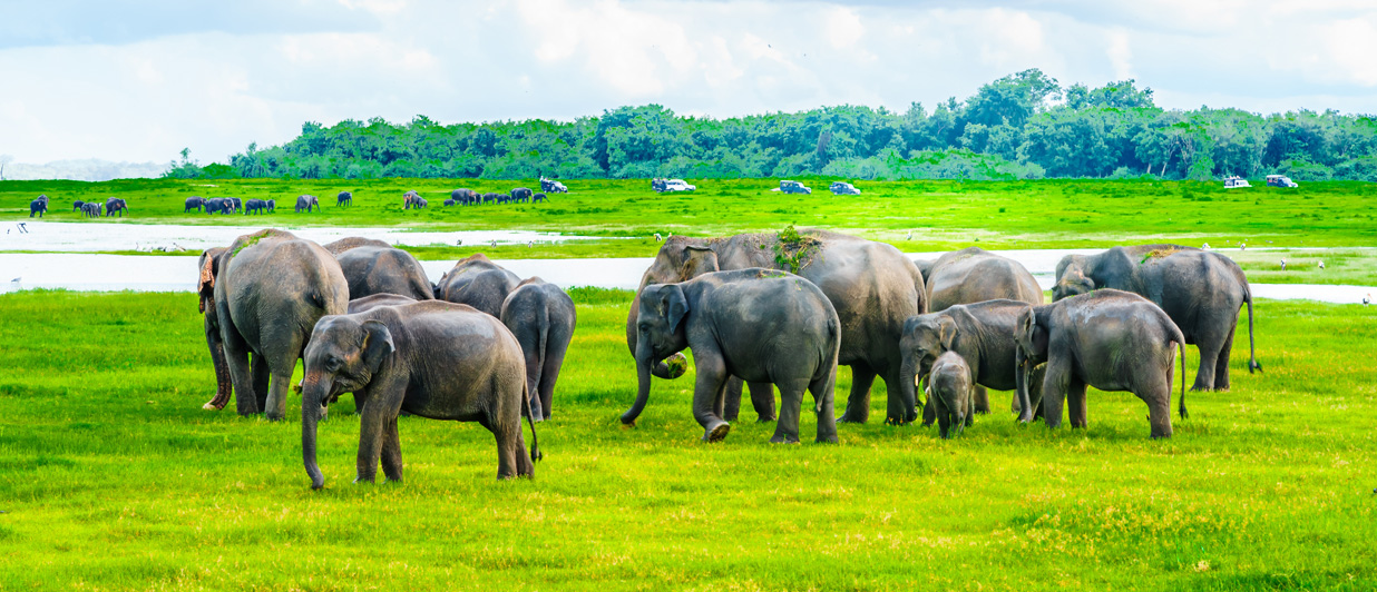 Encounter elephants in the wild