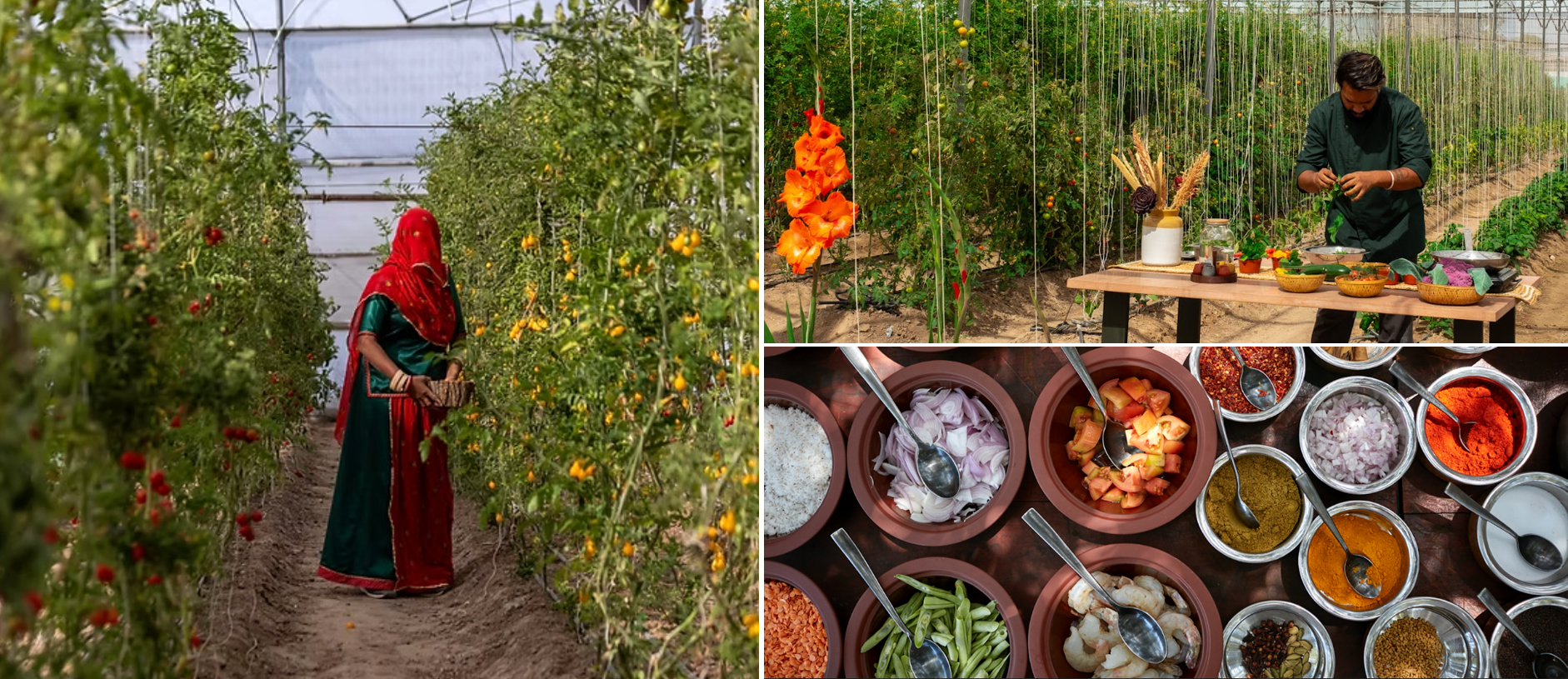 Farm to Table Experiences