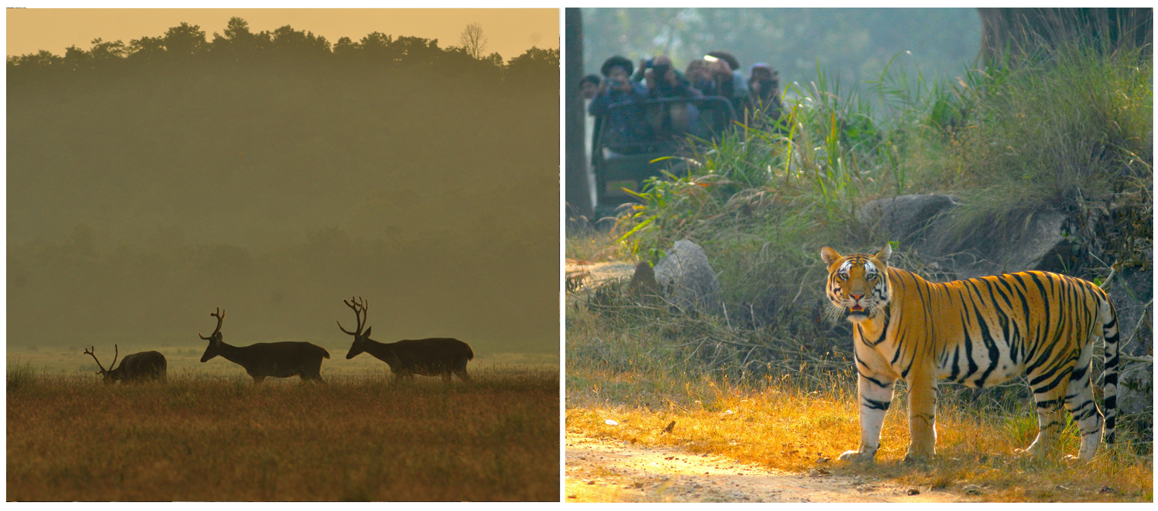 Kanha National Park, Madhya Pradesh