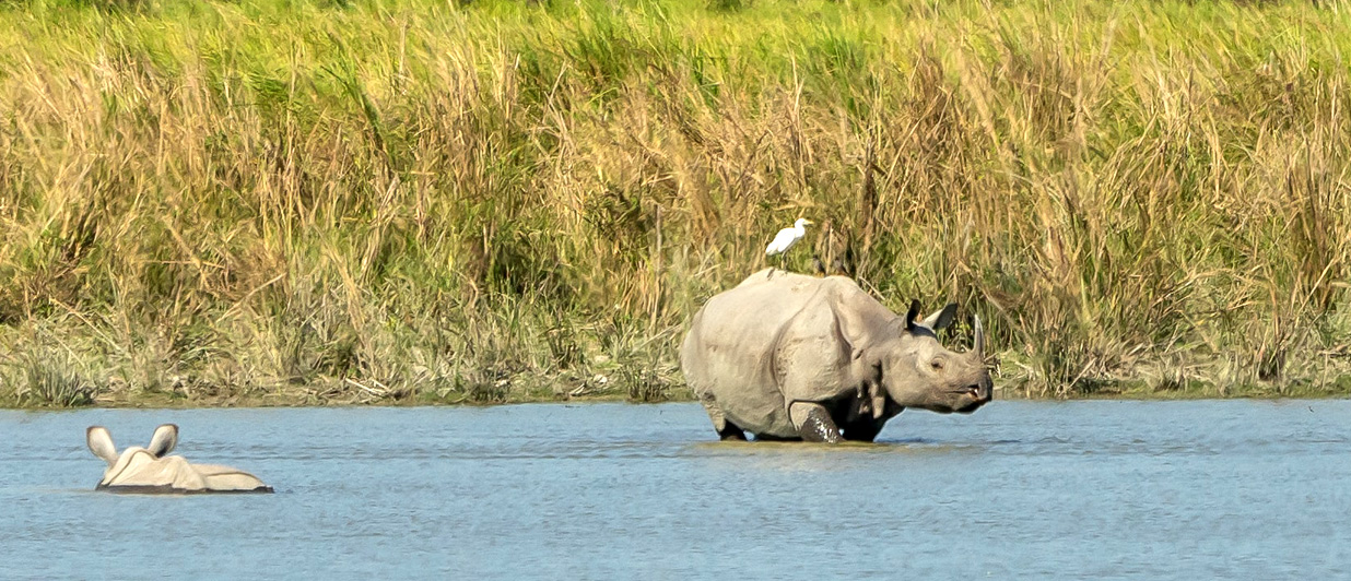 Enter the  kingdom of one-horned Rhinos