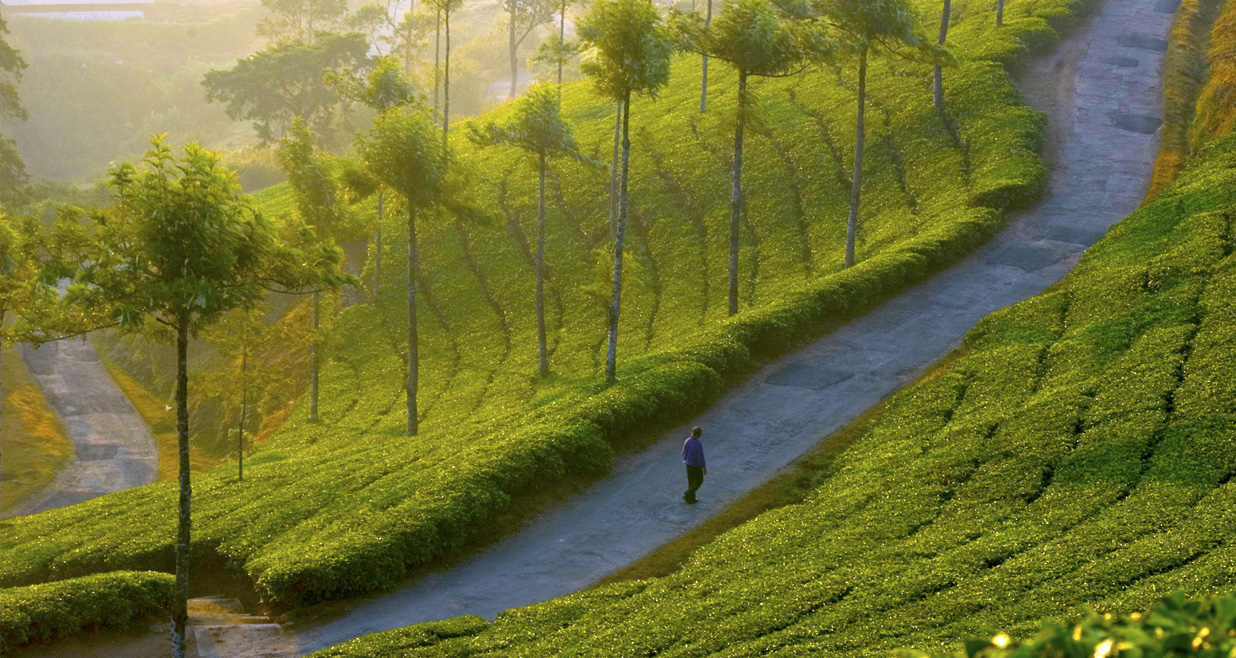 Visual Odyssey Through India’s Green Paradise