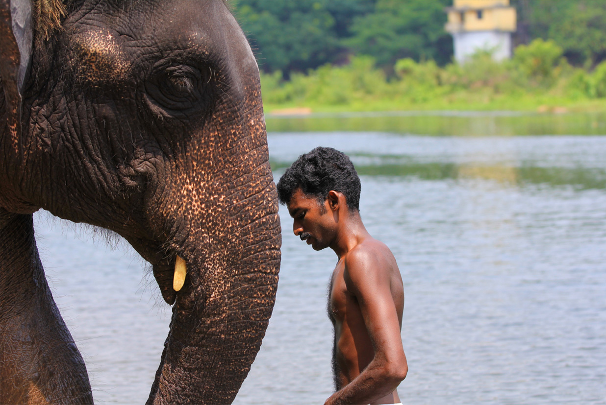 Visual Odyssey Through India’s Green Paradise