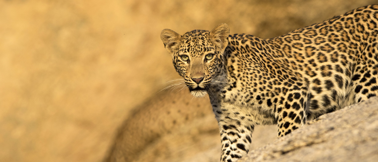 Track the Leopard in Jawai