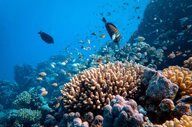 Maldives tunning coral reefs and sea creatures