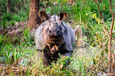 Chitwan National Park