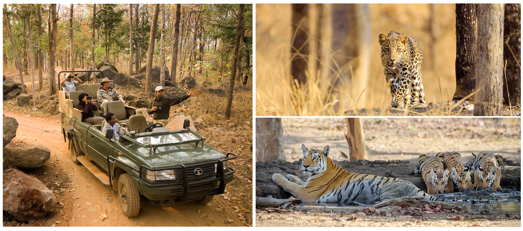 Pench National Park, Madhya Pradesh