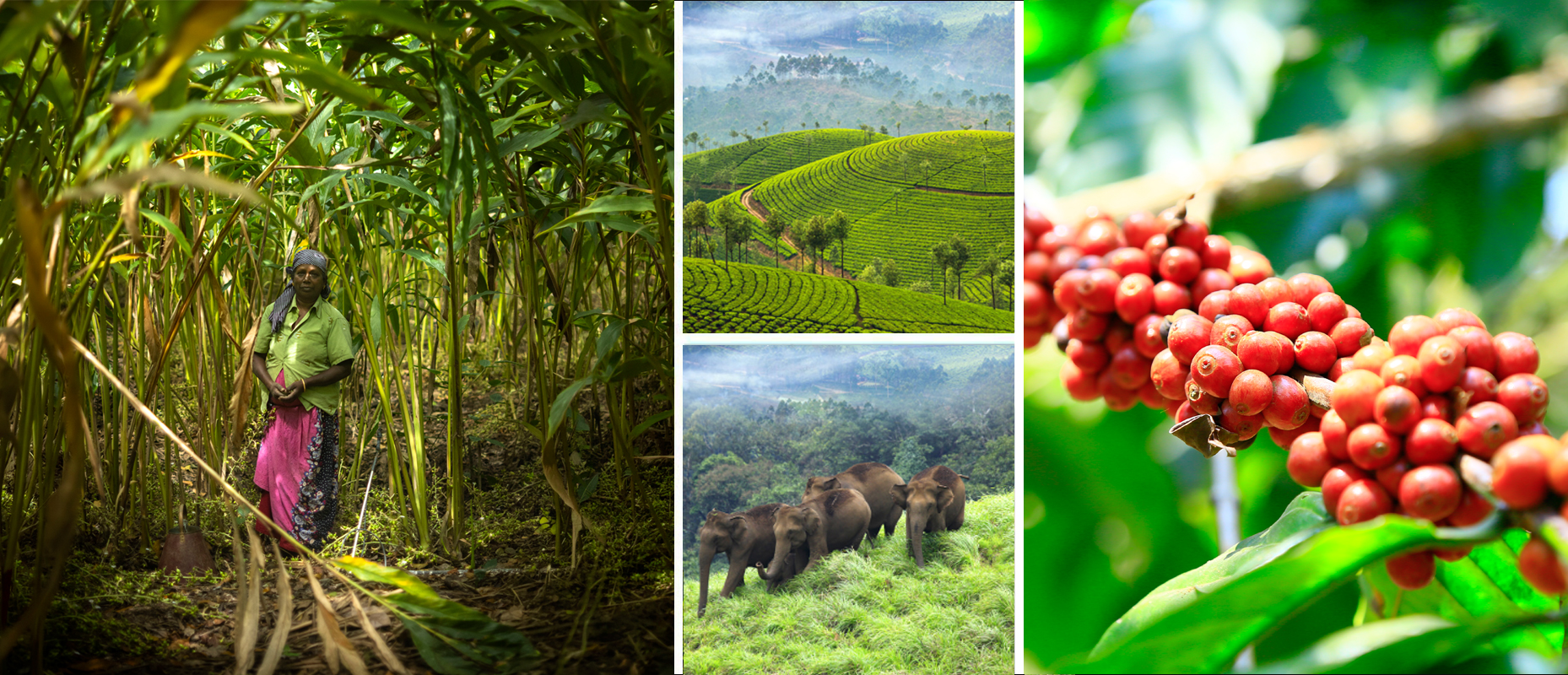 Periyar's Wilderness