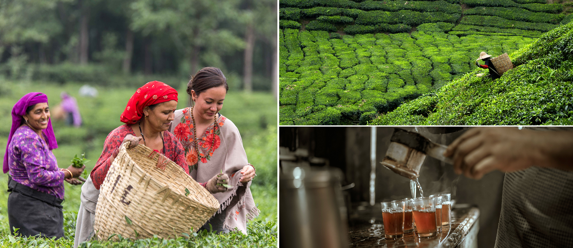 From Plantation to Cup