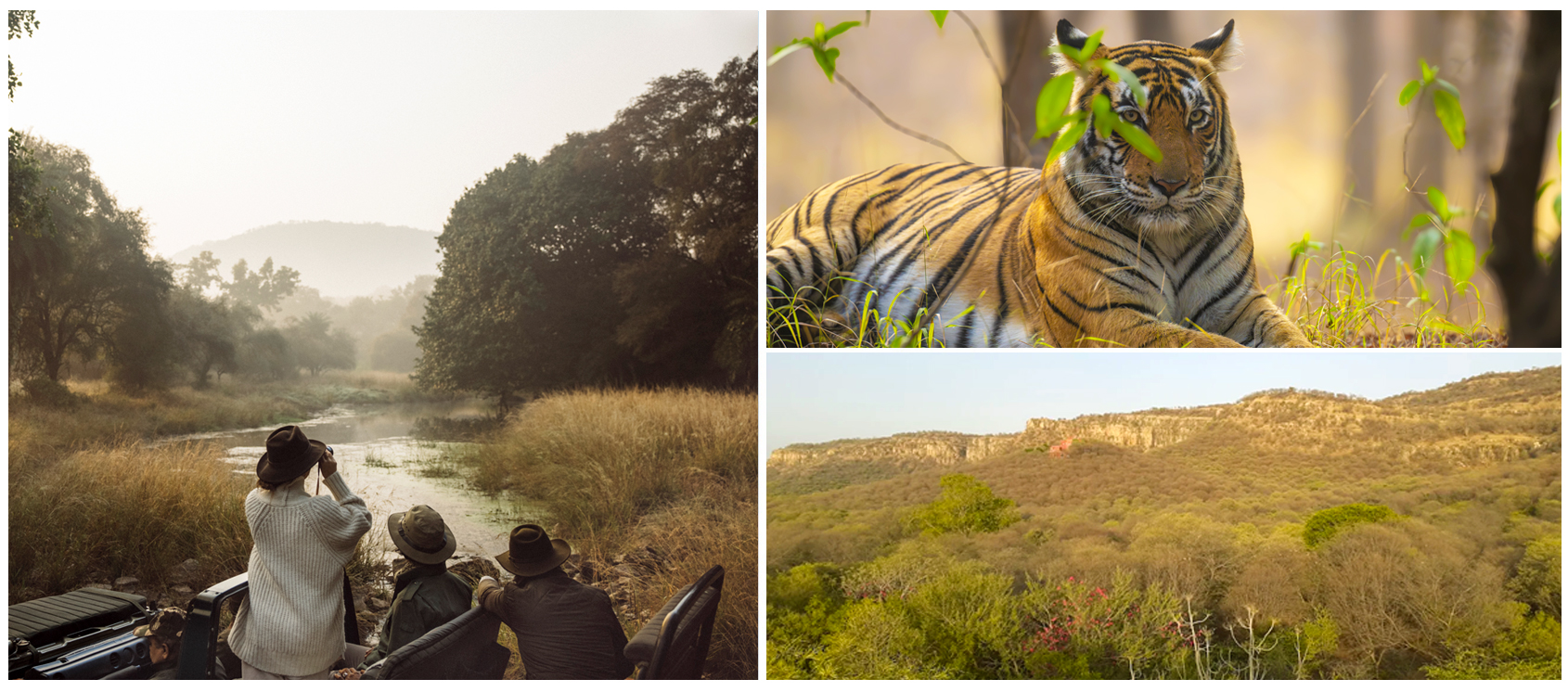 Ranthambore National Park, Rajasthan