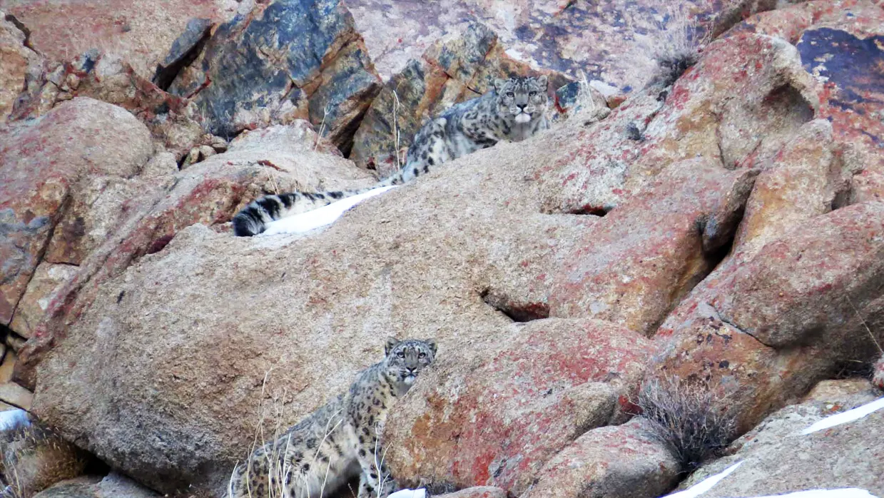 Spot the elusive Snow Leopard