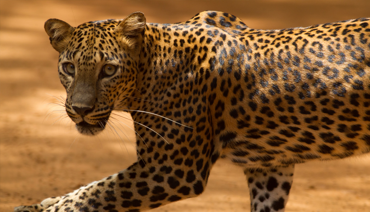 Track the elusive Leopard