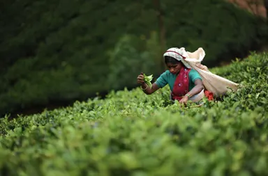 Nuwara Eliya tea gardens