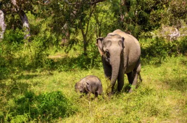 Yala National Park