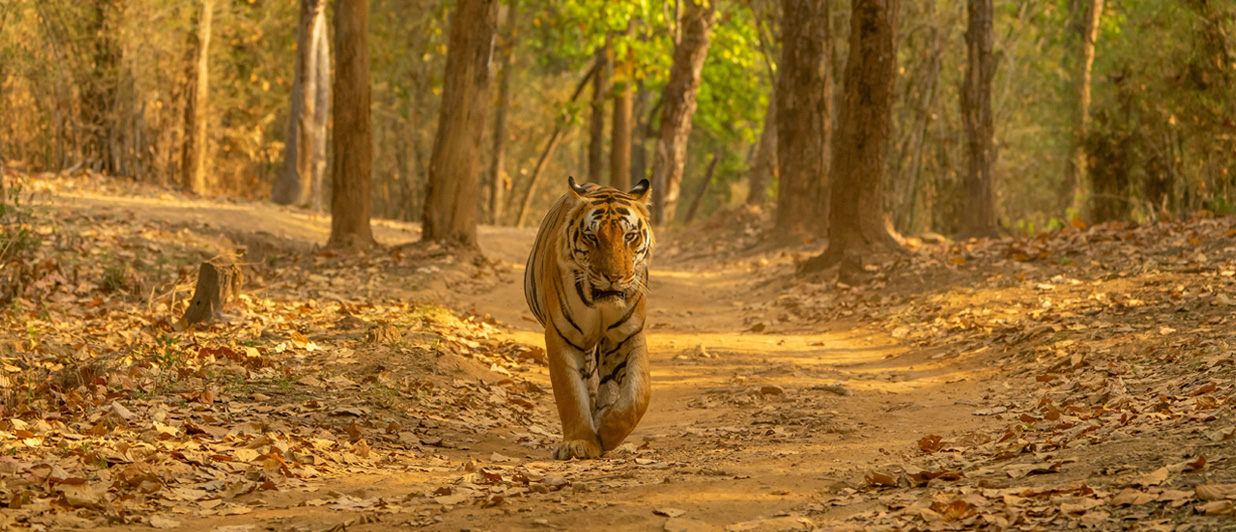 Meet India’s celebrity cat