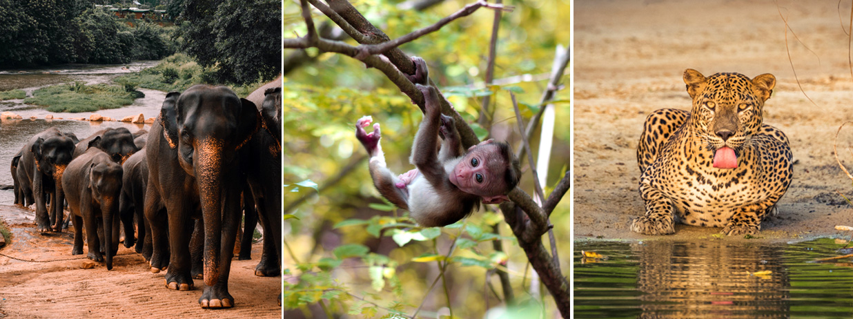 Yala National Park