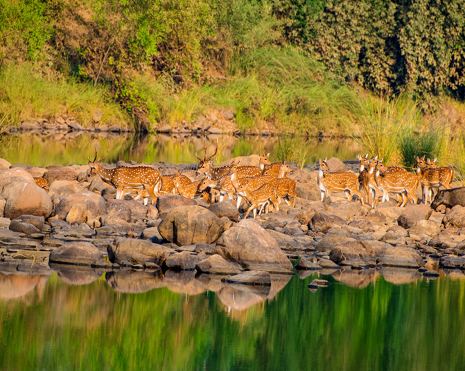 Khajuraho: Panna National Park