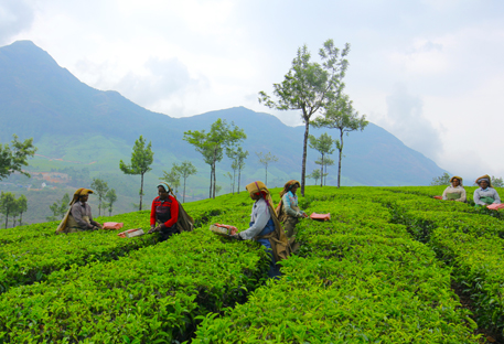 Munnar