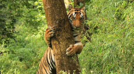 Satpura - Kanha National Park