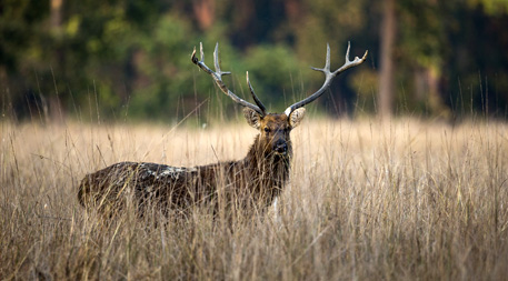 Kanha National Park