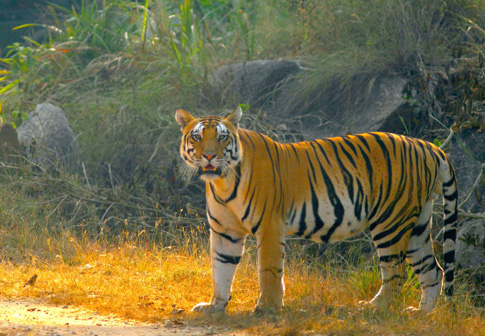 Mumbai - Kanha National Park