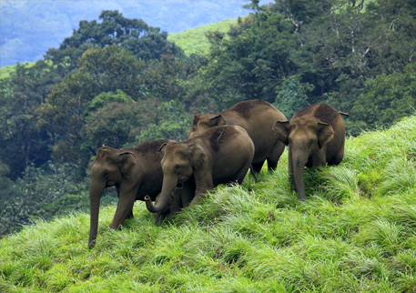 Kochi - Periyar (4.5 hrs drive)