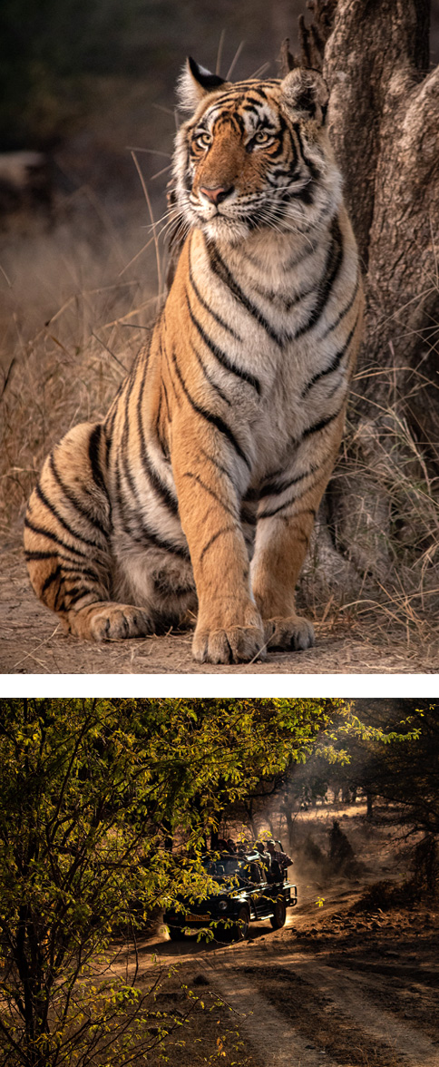 Agra - Ranthambore (5 hrs drive)