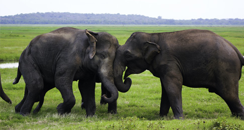 Yala National Park