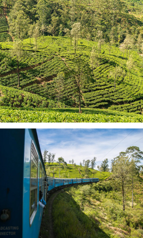 Kandy - Nuwara Eliya (4 hrs via train)