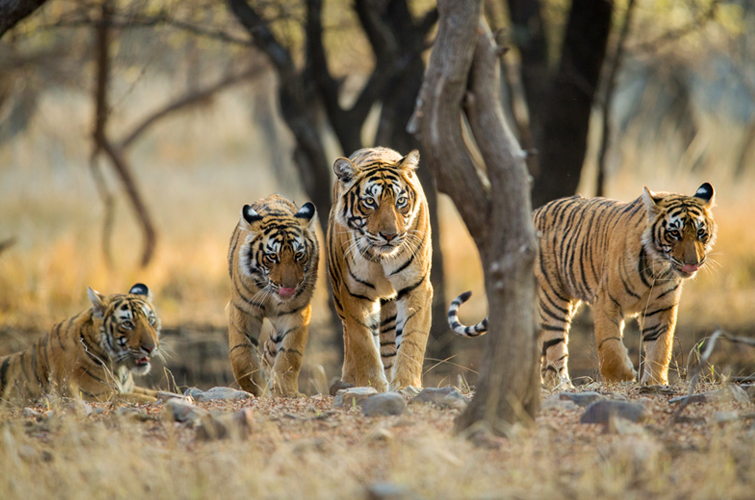 The Quiet Luxury of the Indian Wilderness