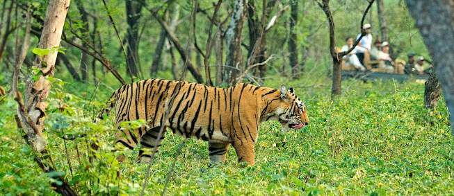 Ranthambore
